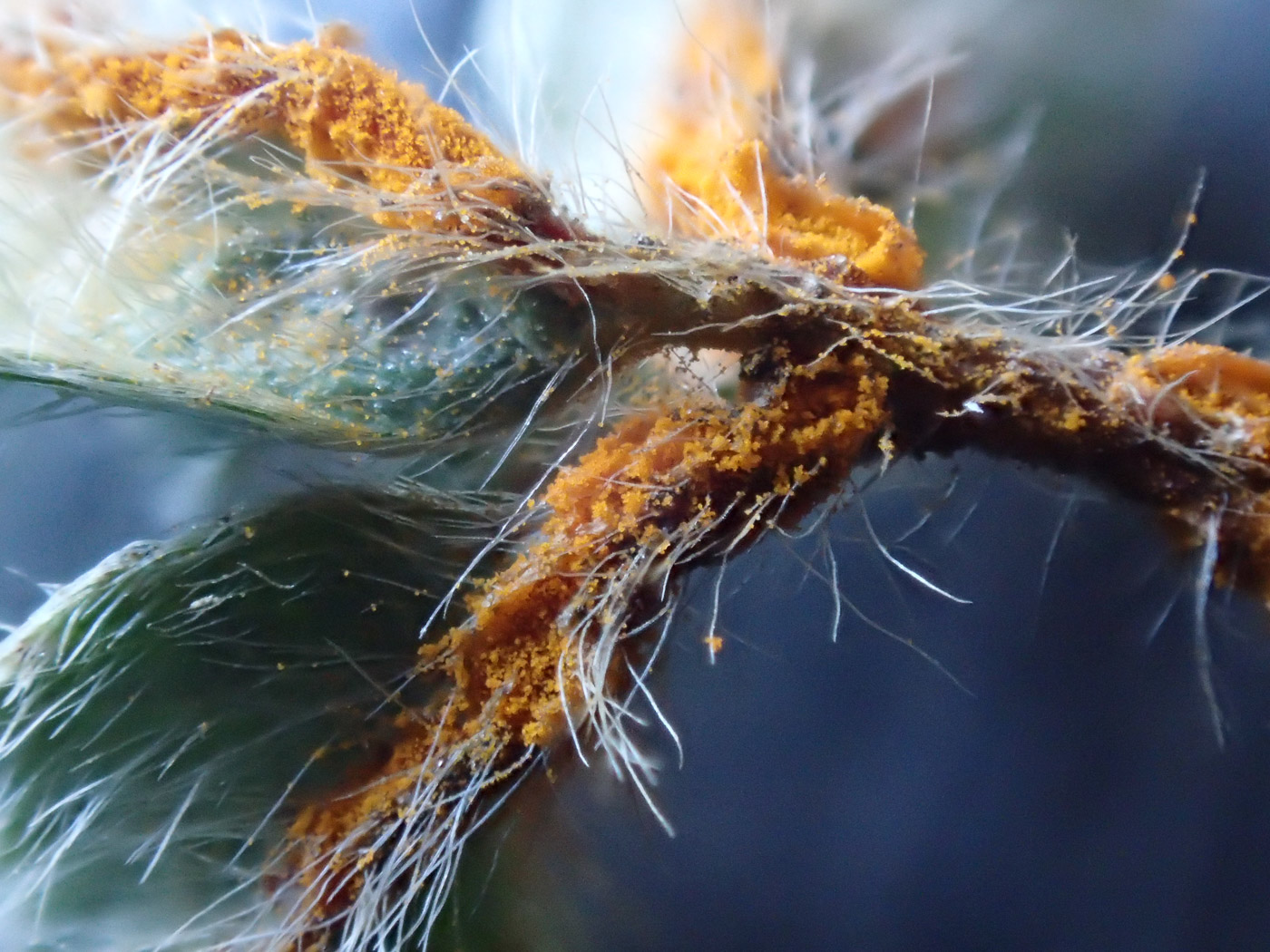 Photo © Sarah Ebdon Phragmidium fragariae by Sarah Ebdon